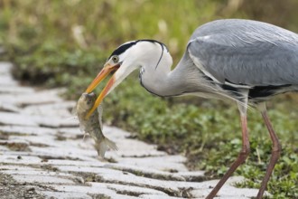 A grey heron (Ardea cinerea) posing with a caught fish in its beak on a stony path, Hesse, Germany,