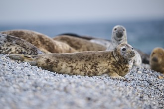 Grey seal (Halichoerus grypus) on the beach, Düne, Helgoland, Schleswig-Holstein, Germany, Europe