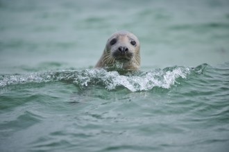 Grey seal (Halichoerus grypus) looking out of the water while swimming in the sea, Düne, Helgoland,