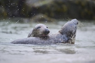 Grey seal (Halichoerus grypus) playing with each other in the water, sea, Düne, Helgoland,