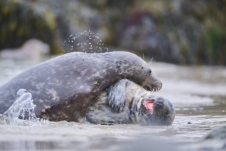 Grey seal (Halichoerus grypus) playing with each other in the water, sea, Düne, Helgoland,
