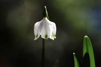 Beautiful blossom of the marchberry (Leucojum vernum), macro photography, March, Germany, Europe