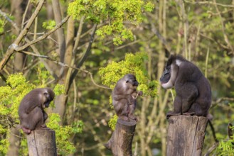Three Drills (Mandrillus leucophaeus), a male and two females, sit high up on the three stumps of a