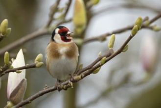 European goldfinch (Carduelis carduelis) adult bird singing on a garden Magnolia tree branch with