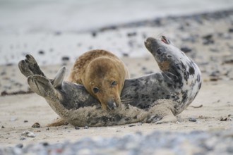 Grey seal (Halichoerus grypus) playing with each other on the beach, Düne, Helgoland,