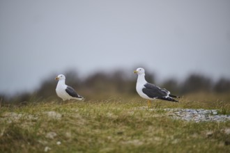 Yellow-legged gull (Larus michahellis) standing in the grass, Düne, Helgoland, Schleswig-Holstein,