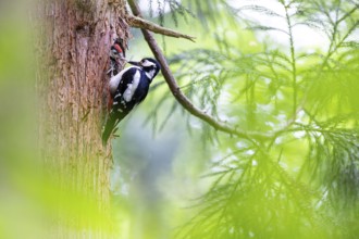 Great spotted woodpecker (Dendrocopos major), female feeds almost fledged young bird in the
