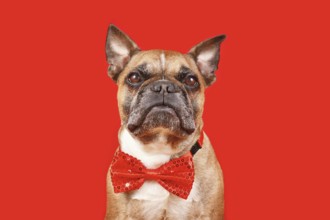 Elegant French Bulldog dog wearing wearing bow tie on red background
