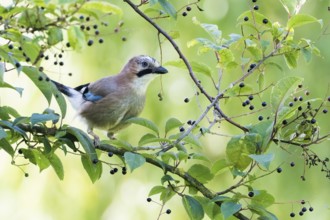A jay (Garrulus Glandarius) sitting on a branch with green leaves and small berries in the