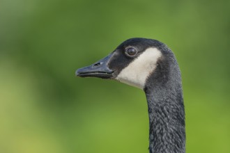 Portrait of a Canada goose (Branta canadensis) . Bas Rhin, Alsace, France, Europe