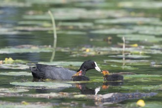 Eurasian burbot (Fulica atra) feeding its chicks. Bas Rhin, Alsace, France, Europe
