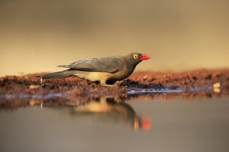 Red-billed oxpecker (Buphagus erythrorhynchus), adult, at the water, drinking, alert, Kruger