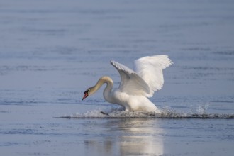 Landing Mute Swan (Cygnus olor), Bagges Dæmning, Ringkøbing Fjord, Denmark, Europe