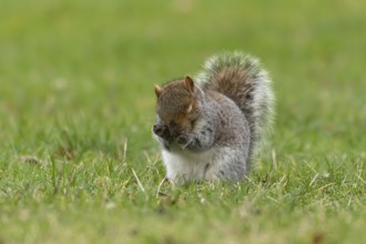 Grey squirrel (Sciurus carolinensis) adult animal washing its face, England, United Kingdom, Europe