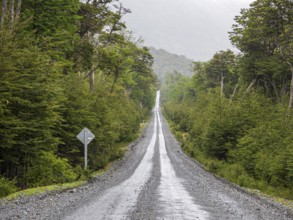 Road Carretera Austral passing cold rain forest near Villa o' Higgins, Patagonia, Chile, South