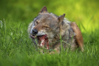 Eurasian wolf, grey wolf (Canis lupus lupus) gnawing on meat and bone of its prey in grassland,