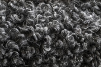 Black and white curly lambskin, close-up, Gotland sheep, Gotland Island, Sweden, Europe