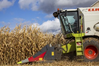 Maize harvest in the Vorderpfalz