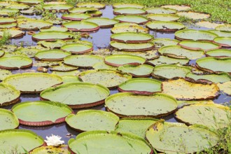 Giant water lily (Victoria amazonica) Pantanal Brazil
