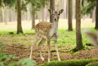 European fallow deer (Dama dama) hind standing in a forest, Bavaria, Germany, Europe