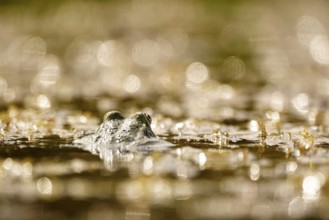 Frog in a pond, June, Saxony, Germany, Europe