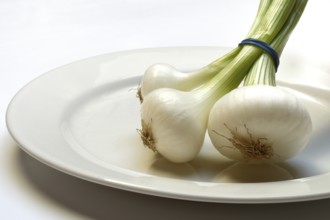Onion, spring onions on a plate