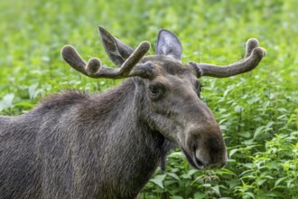 Moose, elk (Alces alces) close-up portrait of bull, male with small antlers covered in velvet in