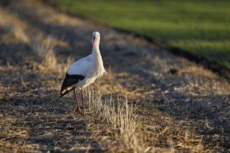 White stork (Ciconia ciconia), foraging in a field, Switzerland, Europe