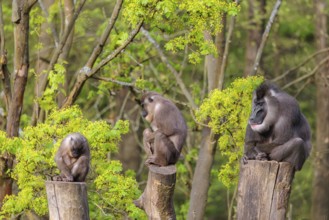 Three Drills (Mandrillus leucophaeus), a male and two females, sit high up on the three stumps of a