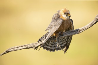 Red-footed falcon (Falco vespertinus) female, with captured lizard, Hungary, Europe