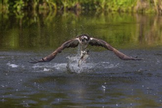 Western osprey (Pandion haliaetus) fishing, Finland, Europe