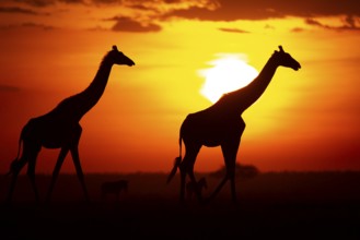 Masai giraffe (Giraffa c. tippelskirchi) Masai Mara Kenya#