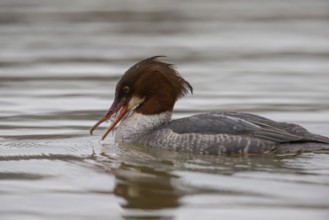 Common merganser (Mergus merganser) female, with fish, Germany, Europe