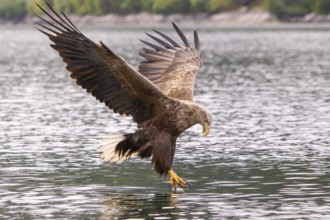 White-tailed eagle (Haliaeetus albicilla) fishing, Norway, Europe