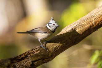 Crested Tit (Parus cristatus), Germany, Europe