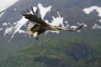 White-tailed eagle (Halliaeetus albicilla) in front of snow-covered mountains and forest, Norway,