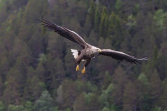 White-tailed eagle (Halliaeetus albicilla) in front of snow-covered mountains and forest, Norway,