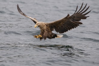 White-tailed eagle (Halliaeetus albicilla) fishing, Norway, Europe