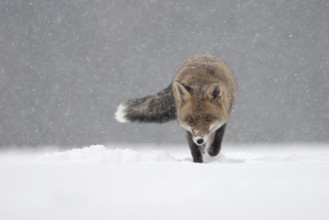 Red fox in the snow, Steinborn, Rhineland-Palatinate, Germany, Europe