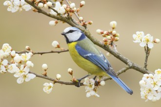 Blue tit (Parus caeruleus), sitting on blackthorn (Prunus spinosa) branch, Wildlife, Animals,