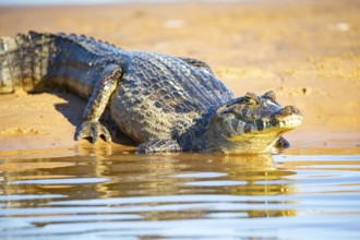 Spectacled caiman (Caiman crocodilius) Pantanal Brazil