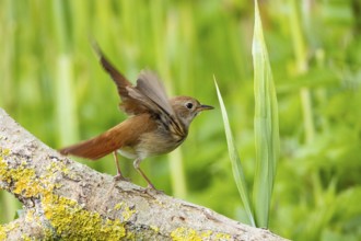 Nightingale (Luscinia megarhynchos) Germany