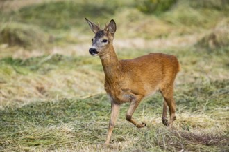 Roe deer (Capreolus capreolus) Buck rutting Germany
