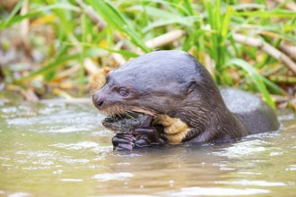 Giant otter (Pteronura brasiliensis) Pantanal Brazil