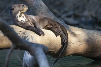 Giant otter (Pteronura brasiliensis) Pantanal Brazil