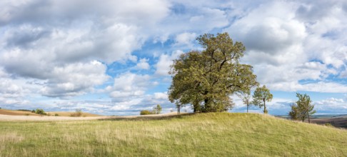 Napoleon's lime trees on the battlefield of 1806, Battle of Jena and Auerstedt, Thuringia, Germany,
