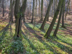 Sunny forest in early spring, spring snowflake in bloom (Leucojum vernum), Goseck, Saxony-Anhalt,