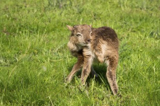 Little lamb, ram, brown, scratches himself, Ouessant sheep mix, grazing. Germany