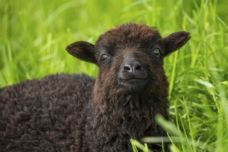 Portrait of a black sheep. Ouessant sheep (Breton dwarf sheep) . Grazing. Germany