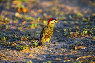 Green-banded Woodpecker (Colaptes melanochlorus) Pantanal Brazil